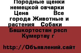 Породные щенки немецкой овчарки › Цена ­ 24 000 - Все города Животные и растения » Собаки   . Башкортостан респ.,Кумертау г.